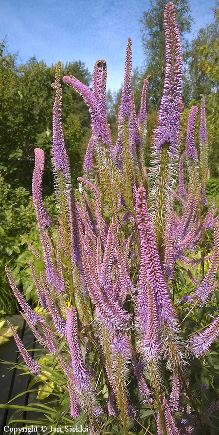 Veronicastrum virginicum 'Fascination', virginiantdykk